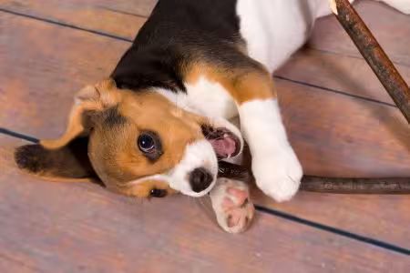 Beagle Puppy chewing on stick