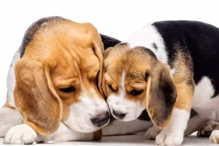 Beagle Puppy with mum