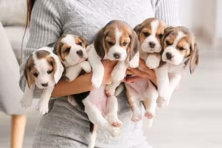 Beagle Puppy litter being held
