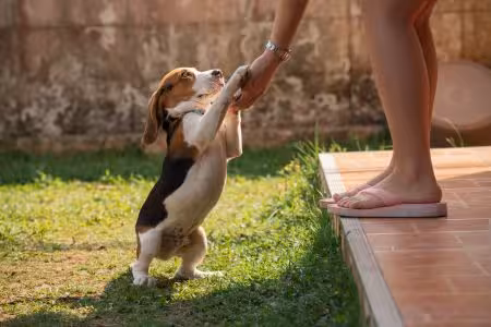Beagle Puppy stretching for treat