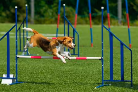 Beagle Puppy jumping over hurdles