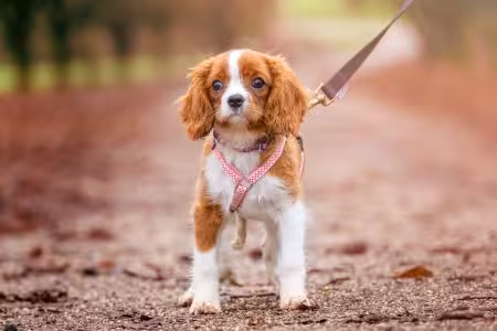 Cavalier King Charles Spaniel puppy on lead