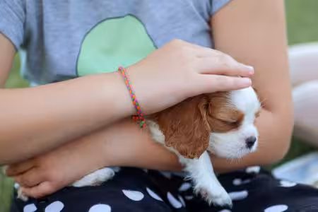 Cavalier King Charles Spaniel puppy being held and stroked
