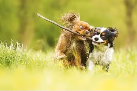 Two Cavalier King Charles Spaniel puppies fighting over a stick