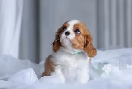 Cavalier King Charles Spaniel puppy on the bed