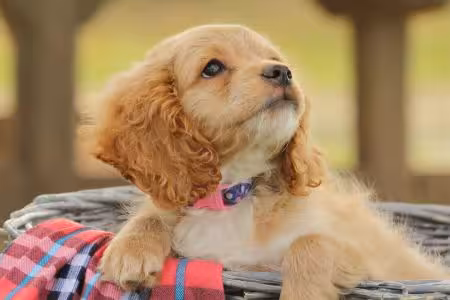 Cavapoo puppy in basket