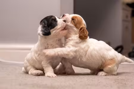 Two Cavapoo puppies playing