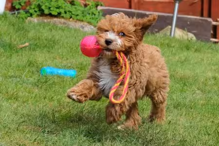 Cavapoo puppy running with ball