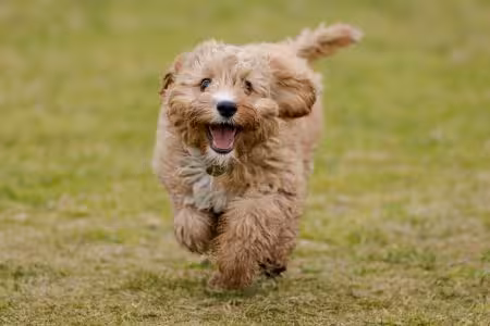 Cavapoo puppy running