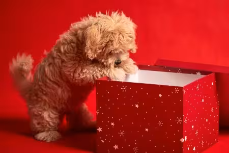 Cavapoo puppy looking in a box