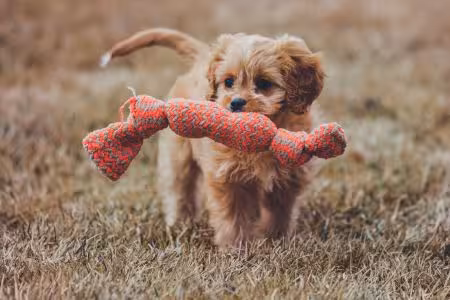 Cavapoo puppy holding a toy