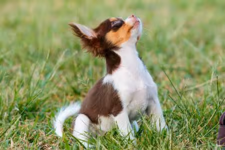 Chihuahua puppy in field, looking up
