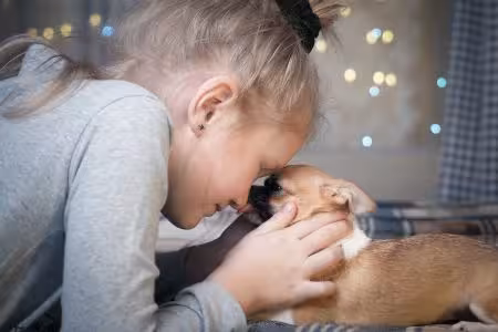 Chihuahua puppy nosing with little girl