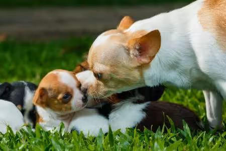 Chihuahua puppy with mum
