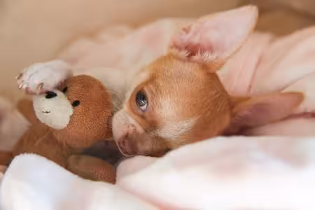 Chihuahua puppy in bed