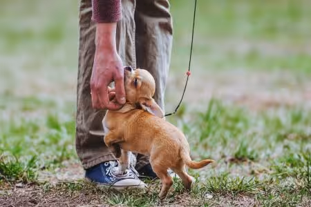 Chihuahua puppy on lead being tickled by its owner