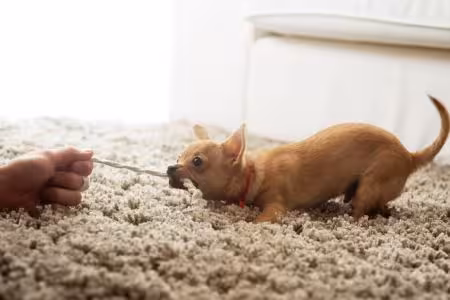 Chihuahua puppy tugging on rope with its owner