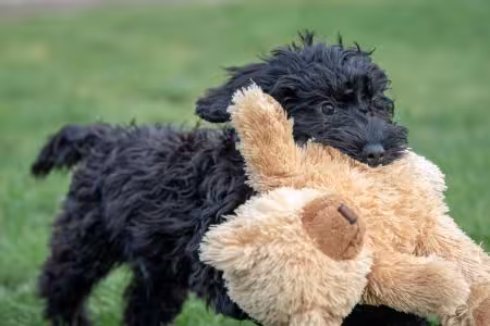 Cockapoo puppy holding teddy bear