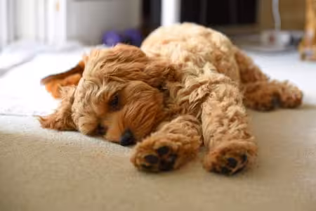 Cockapoo puppy asleep