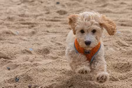 Cockapoo puppy running on beach