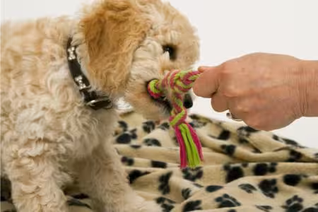 Cockapoo puppy playing tug with owner
