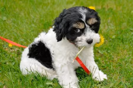 Cockapoo puppy on the lawn holding a flower