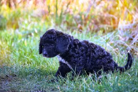 Cockapoo puppy in the field