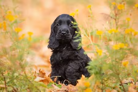 Cocker Spaniel puppy in greenery
