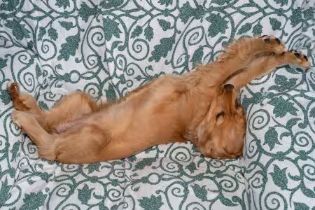 Cocker Spaniel puppy stretched out on sofa