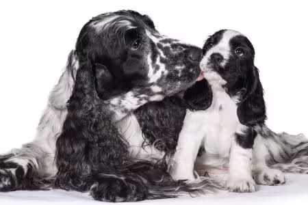 Cocker Spaniel puppy being licked by mum