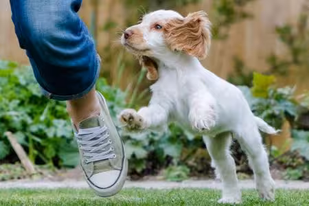 Cocker Spaniel puppy running alongside owner