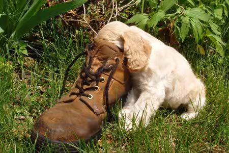 Cocker Spaniel puppy playing with old boot