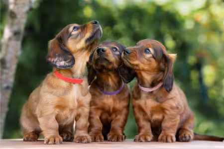 Three Dachshund puppies together