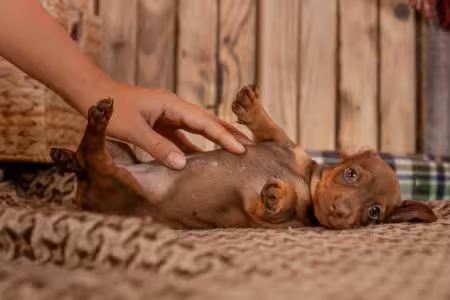 Dachshund puppy being tickled