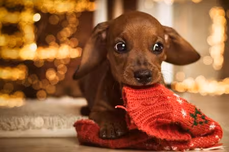 Dachshund puppy chewing on clothing