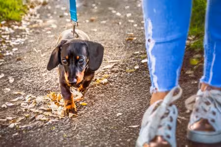 Dachshund puppy on lead going for walk