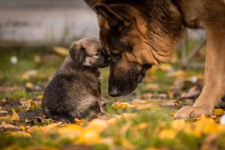 German Shepherd Puppy with mum