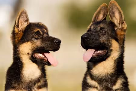 Two German Shepherd Puppies