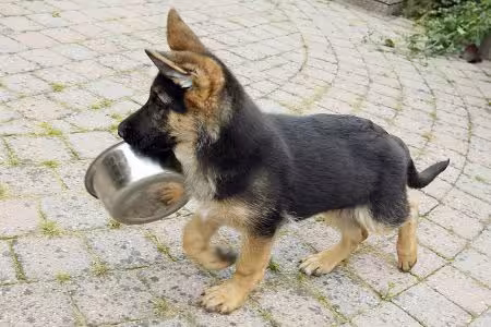 German Shepherd Puppy carrying bowl