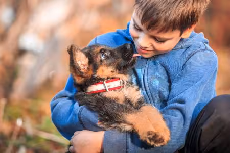 German Shepherd Puppy being held by little boy