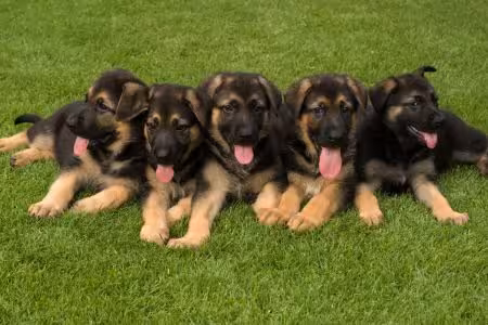 Litter of German SHepherd Puppies