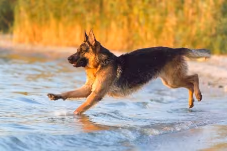 German Shepherd Puppy running into lake