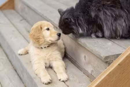 Golden Retriever puppy on step with cat