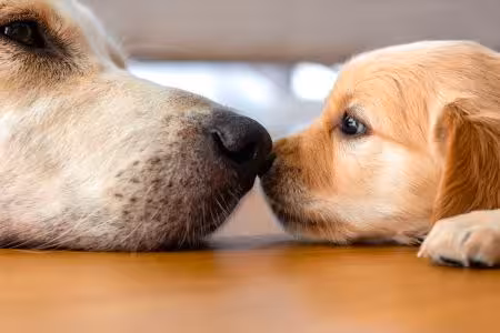 Golden Retriever puppy nose to nose with mum