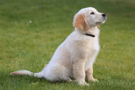 Golden Retriever puppy sitting on lawn