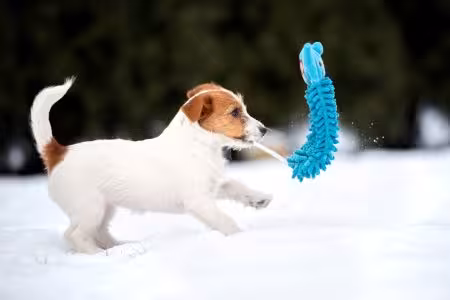 Jack Russell puppy playing in snow