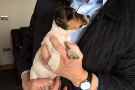 Jack Russell puppy being held by owner