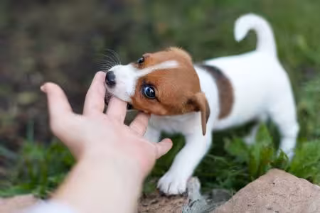 Jack Russell puppy biting hand playfully