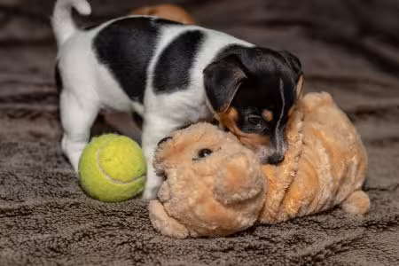 Jack Russell puppy playing with toy