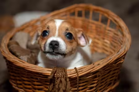 Jack Russell puppy in basket